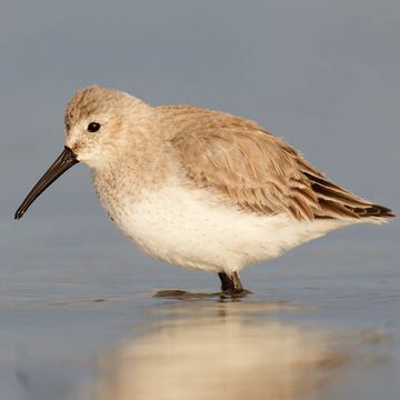 Calidris alpina