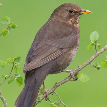 Turdus merula