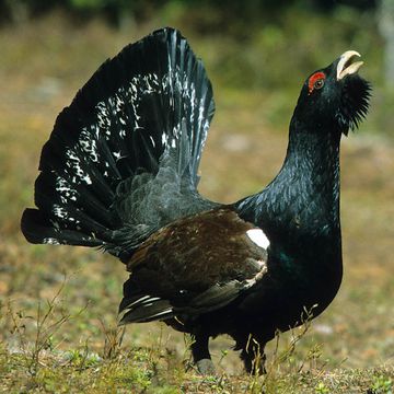 Western Capercaillie