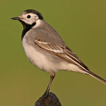 White Wagtail