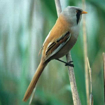 Bearded Parrotbill