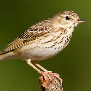 Anthus trivialis