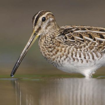 Common Snipe