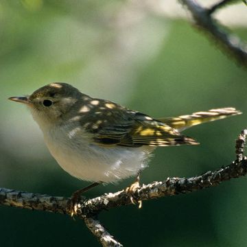 Berglaubsänger