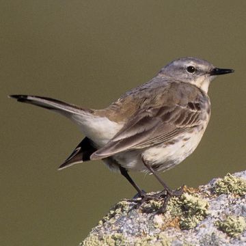 Water Pipit