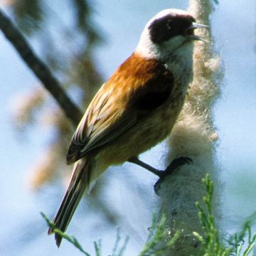 Eurasian Penduline-tit