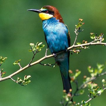 Merops apiaster