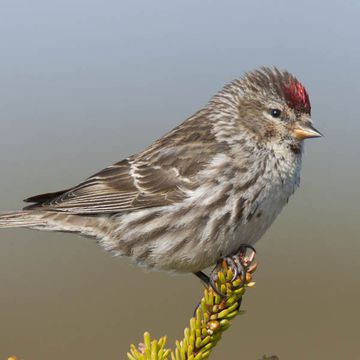 Carduelis flammea