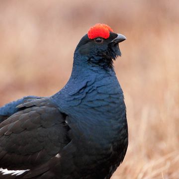 Black Grouse