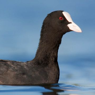 Fulica atra