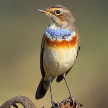 Bluethroat