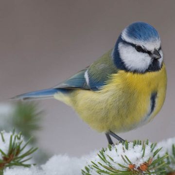 Blue Tit