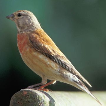 Eurasian Linnet