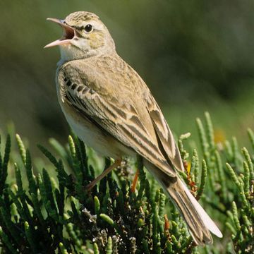 Tawny Pipit