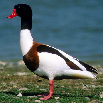 Common Shelduck