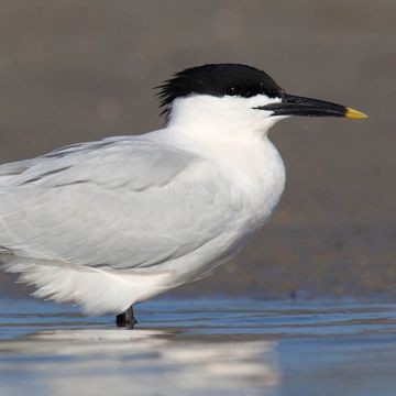 Sandwich Tern