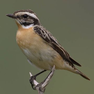 Braunkehlchen