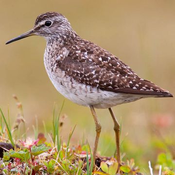 Wood Sandpiper