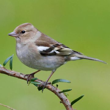 Eurasian Chaffinch