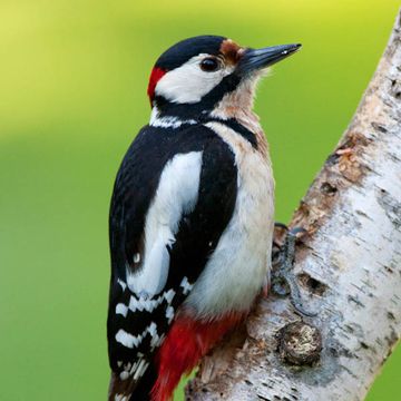 Great Spotted Woodpecker