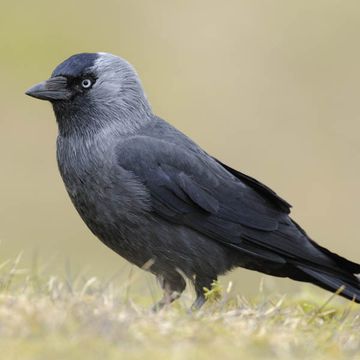 Eurasian Jackdaw