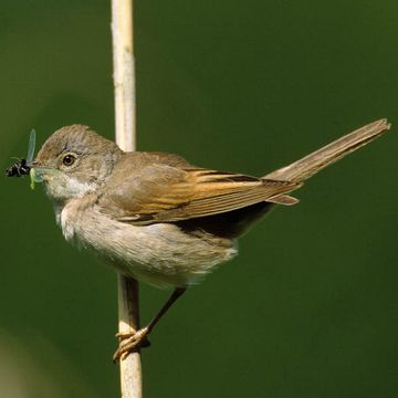 Common Whitethroat