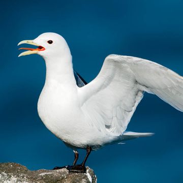 Black-legged Kittiwake