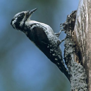 Eurasian Three-toed Woodpecker