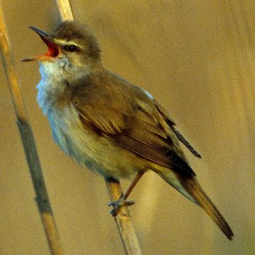 Great Reed-warbler