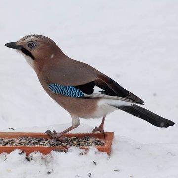 Garrulus glandarius