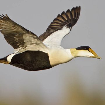 Common Eider