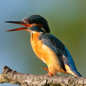 Alcedo atthis