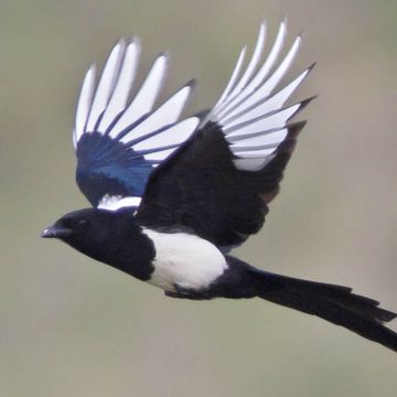 Black-billed Magpie