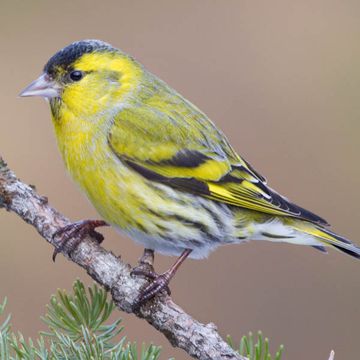 Eurasian Siskin