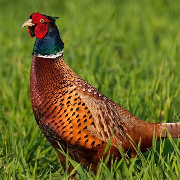 Common Pheasant