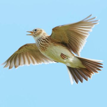 Eurasian Skylark