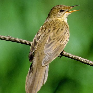 Common Grasshopper-warbler