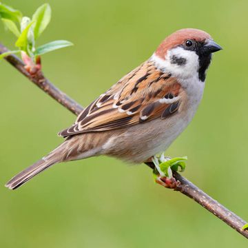 Eurasian Tree Sparrow