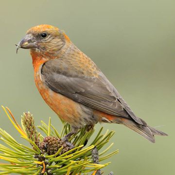 Red Crossbill