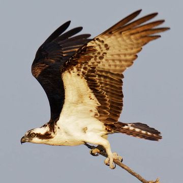 Osprey