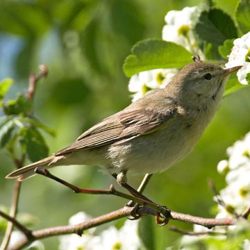 Willow Warbler