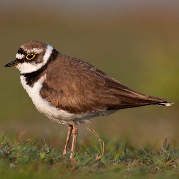 Charadrius dubius