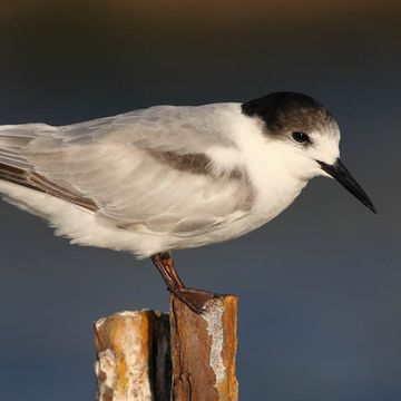 Sterna hirundo