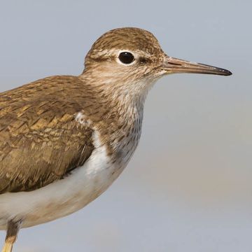 Common Sandpiper