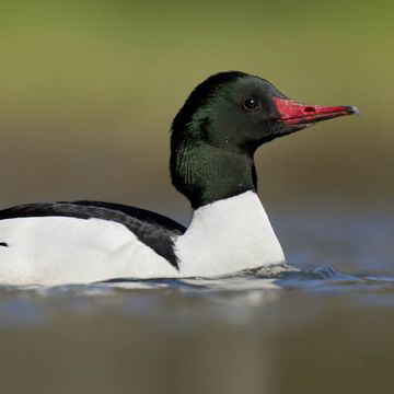 Mergus merganser