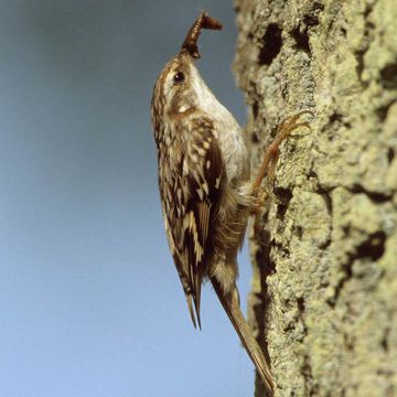 Certhia brachydactyla