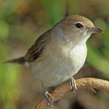 Garden Warbler