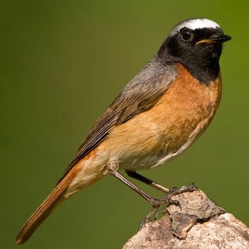 Common Redstart