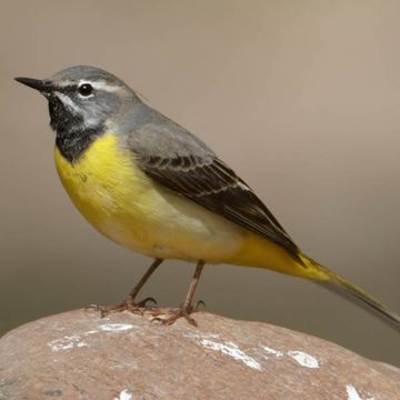 Motacilla cinerea