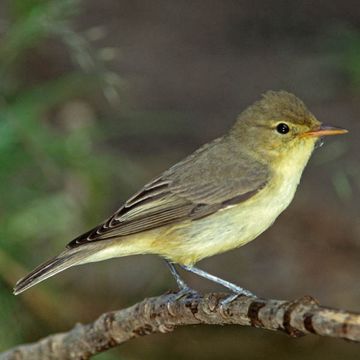 Icterine Warbler